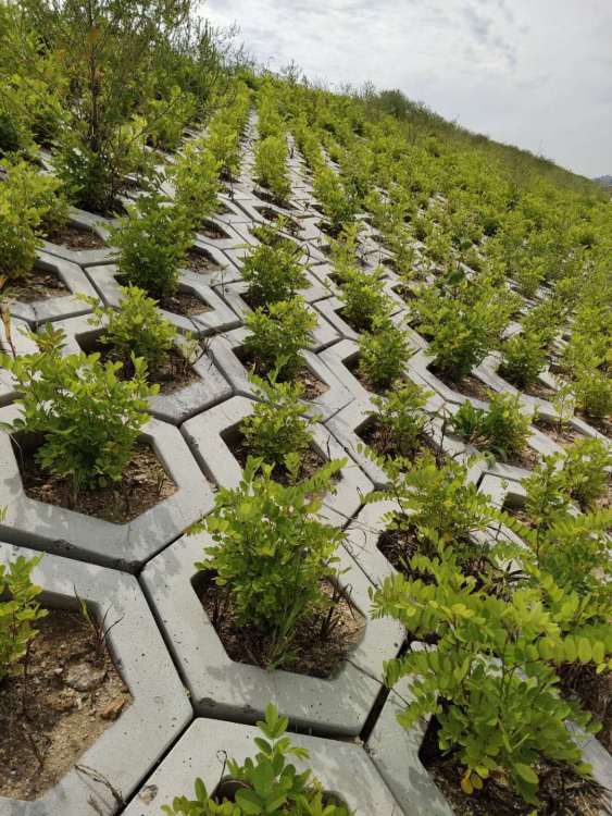 白城高鐵綠化工程施工 構筑生態(tài)廊道，提升城市景觀
